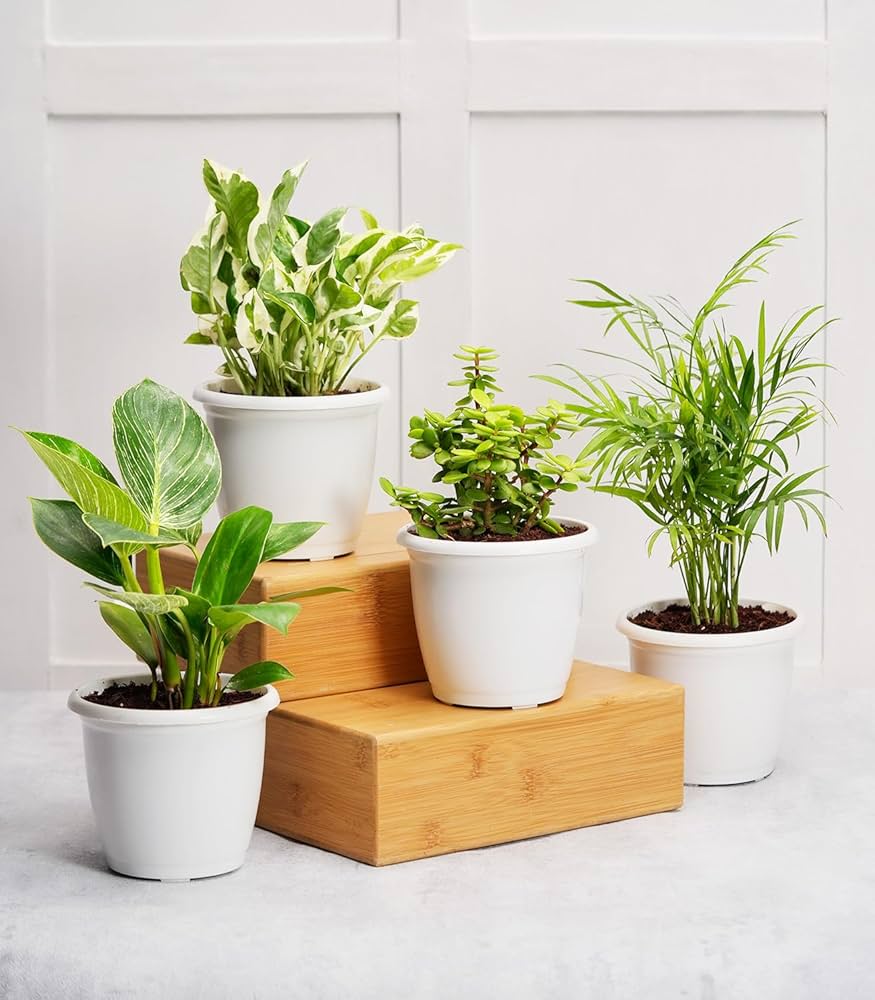 Indoor Plants for Indian Homes